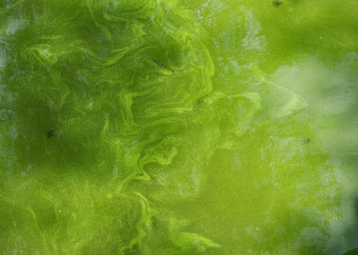 Grünes Teichwasser, Algen im Teich