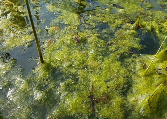Fadenalgen bekämpfen mit Aktivsauerstoff Healthypond